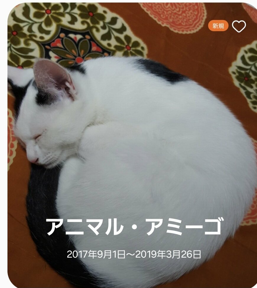 猫のアルバム画像