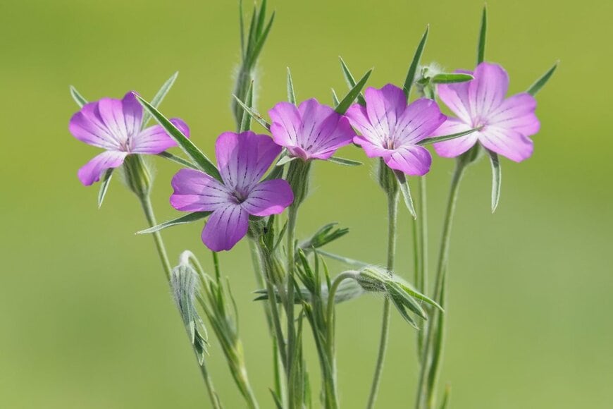 紫がかったピンクの花を5つ咲かせている、アグロステンマ