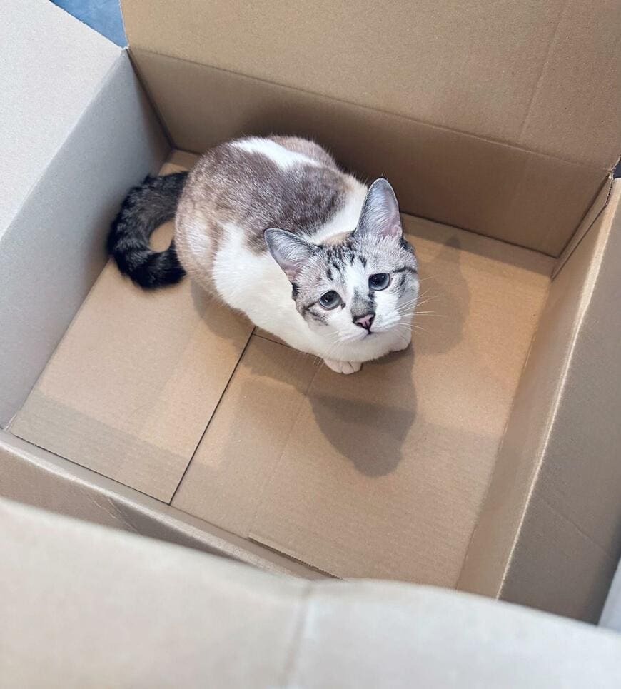 ダンボールの中にいる猫