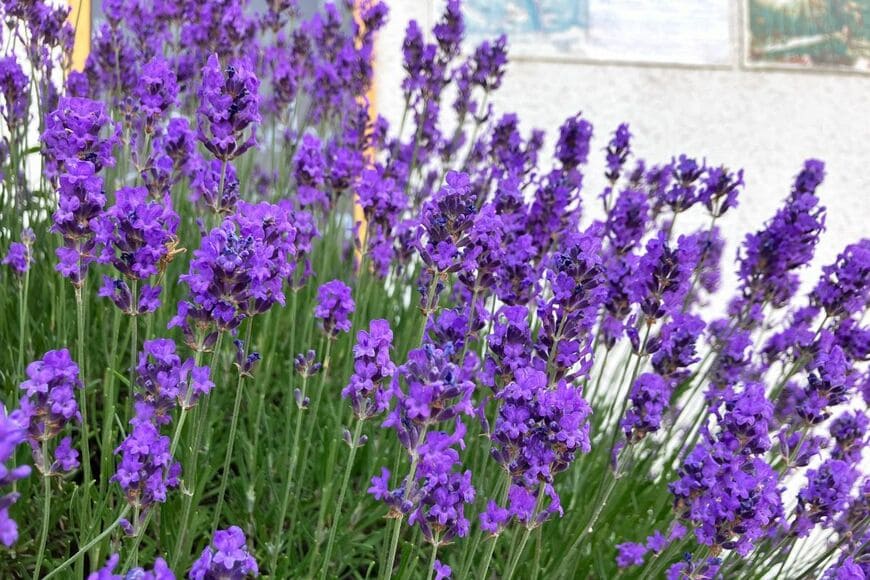 紫色の花を咲かせている、ラベンダー