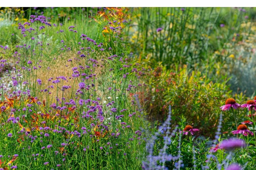 色とりどりの花が咲くナチュラルガーデン。野趣あふれる姿