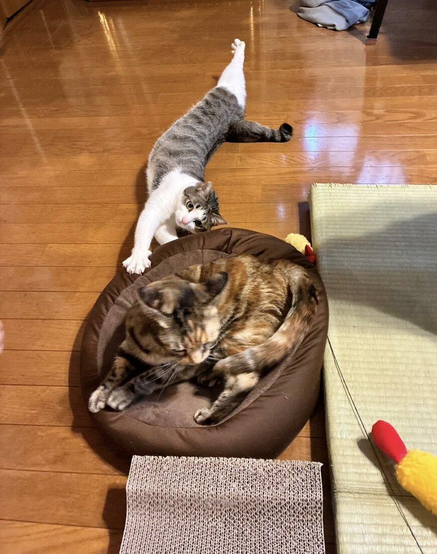 かわいい猫たち