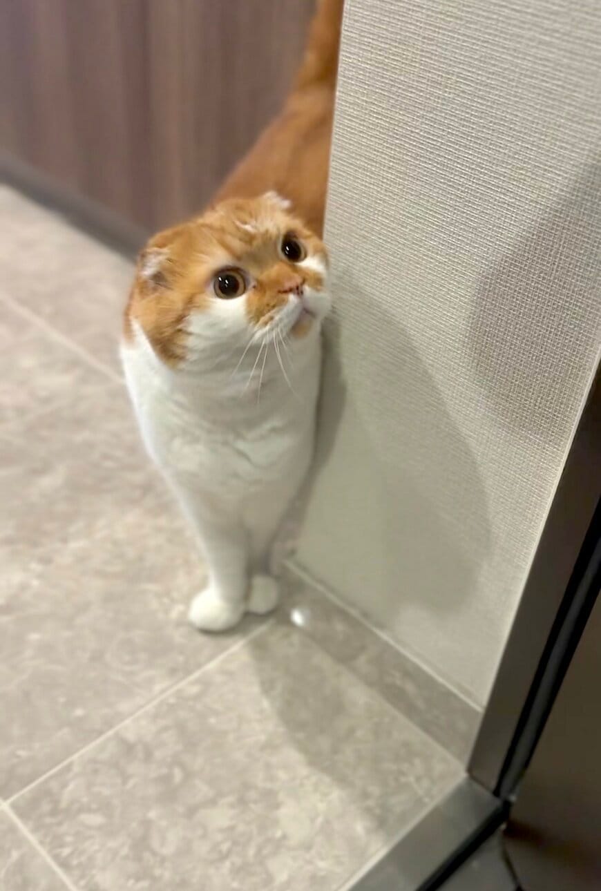 お出迎えお見送りする猫