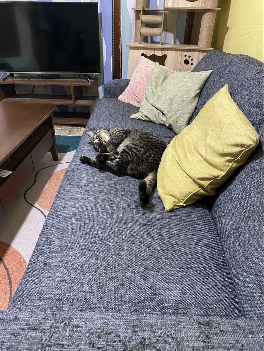 ソファで眠る猫