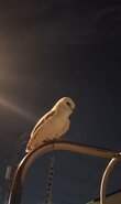 【のんびり夜散歩】夜空の下で羽を広げるフクロウさん　数秒後…かわいいアクションに思わず悶絶