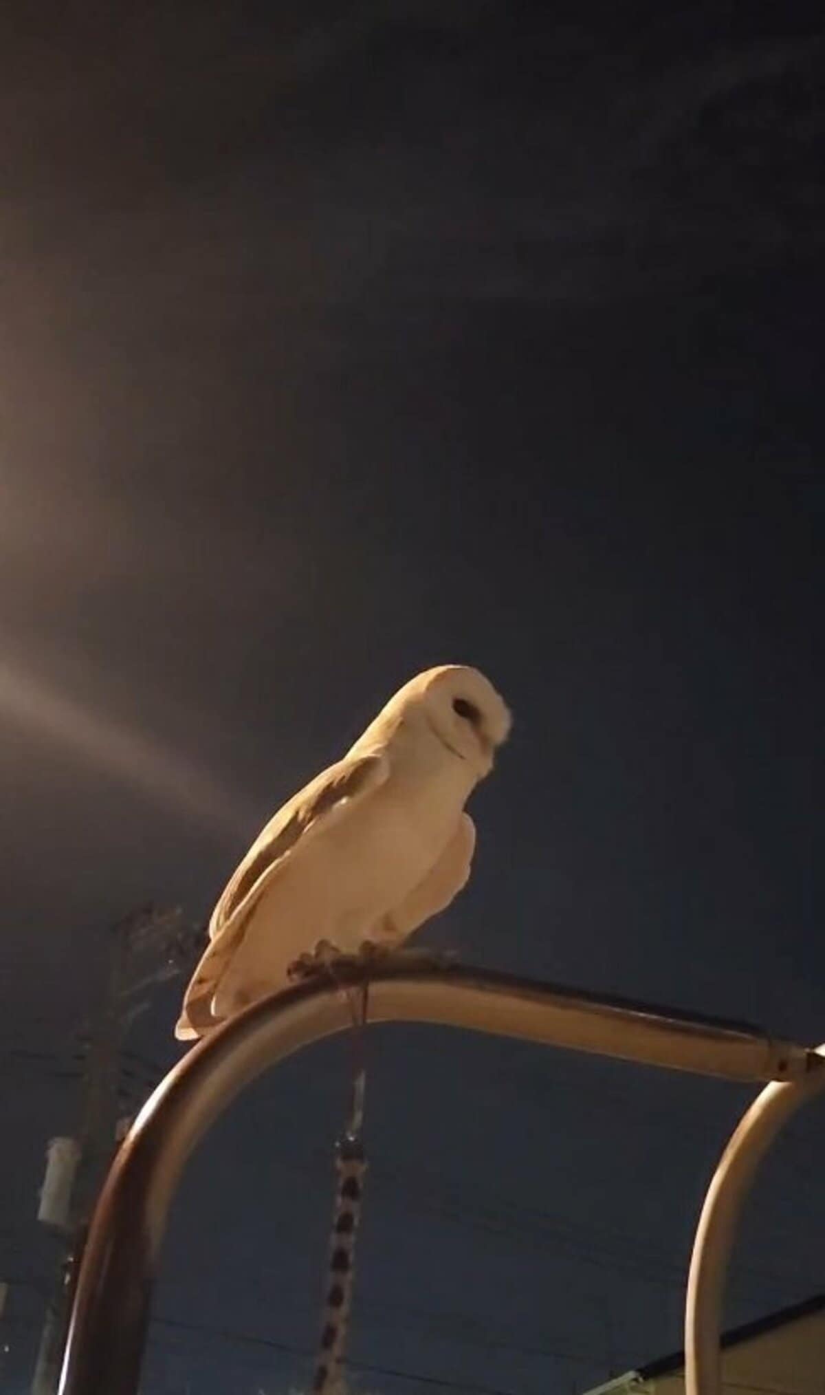 のんびり夜散歩】夜空の下で羽を広げるフクロウさん 数秒後…かわいい