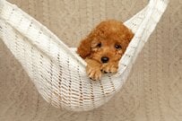 「平和過ぎてたまらん」飼い主とワンちゃんが横並びで爆睡　SNSでは3.5万人がほっこり