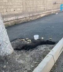 「誰にも気づいてもらえなかった」瀕死で発見された犬　80日間の治療の末に見せた奇跡の回復