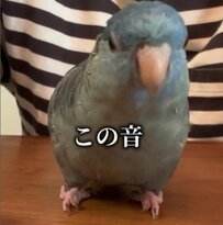 【咀嚼音】「全鳥好きさんが好きな音」を収録した動画に視聴者の耳がダンボ！