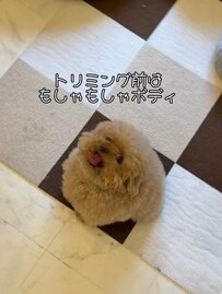 【ビフォーアフター】”もしゃもしゃ”だったボディをトリミングしたワンちゃん　可愛く変身した姿にいいねが続々