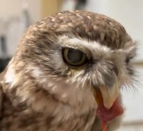 【お食事中のフクロウ】貴重な光景がここに！食事中のフクロウを眺める時間が平和すぎる