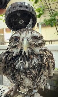 【シャワーを浴びるフクロウ】気持ちよさげな姿に思わず二度見！「しみる〜って感じ」