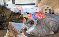 「今なんでパンチしたの？」急にパンチされた猫ちゃん　相手猫に理由を聞きにいく姿が1.7万回再生