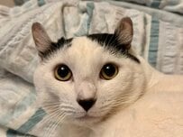 実家に帰ると猫が「変なポーズ」で観察　シュールな脚の状態にクスり