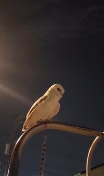 【のんびり夜散歩】夜空の下で羽を広げるフクロウさん　数秒後…かわいいアクションに思わず悶絶