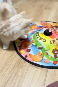 猫ちゃんの「動く猫じゃらし」への意外な反応にクスッ…コメント欄「可愛すぎる」の声