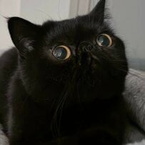 【衝撃の目力】ビー玉のような瞳の猫ちゃんに反響！吸い込まれそうな「ほぼ目」な1枚に思わずキュン