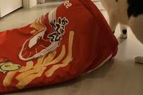 「おかっぱえびせん」似合う…！SNSで話題の元保護猫さん