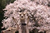 奈良公園で撮影された「あまりにもパリピすぎる鹿」が話題　「めっちゃ笑った」