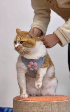 【2.7万再生】元保護猫ちゃん、赤ちゃんみたいなスタイルに「何を着ても可愛いね」と絶賛！