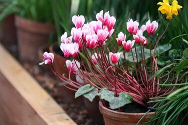 柊　ヒイラギ　植木　園芸　ガーデニング　 節分寄せ植えガーデニング】鬼を撃退！ ヒイラギと組み合わせる