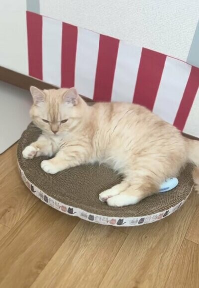 眠そうな縫くん