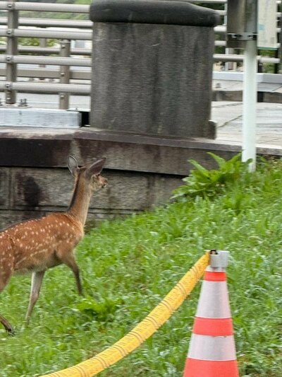 草むらの上を歩く鹿