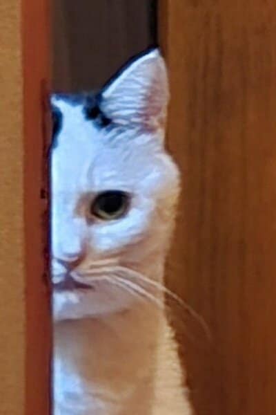 チロちゃんの表情をクローズアップ