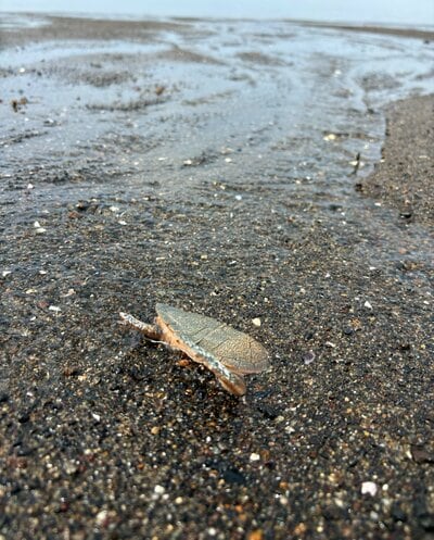 カメが埋まっているのかと思いきや&hellip;