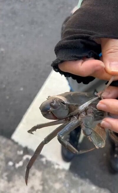 ひもで縛られた様子
