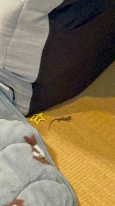 リビングで見つかったカナヘビ