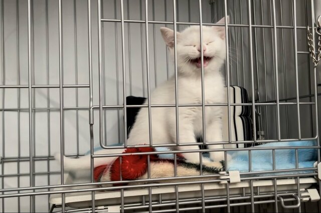ぴえん顔の子猫ちゃんが今は…　大きくなっても全く同じでビックリ　目が逆八の字で可愛すぎる