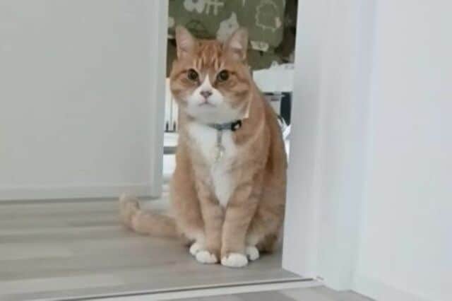 「飼い主の起床」をじっと待ち続ける元保護猫　まるで置物のように佇む健気な姿に「何でそんなに可愛いの？」