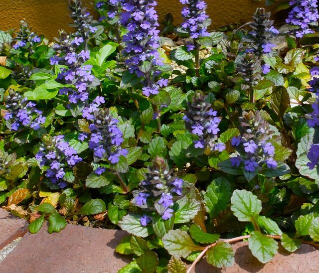 ほぼ植えっぱなし！「うちの庭に植えてよかった」半日陰＆日なたの庭で、ほぼ手間いらずの〈多年草＆カラーリーフ〉5選。約20年かけてつくった庭から厳選
