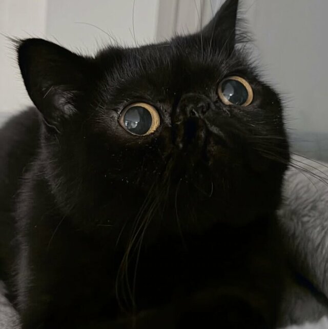 【衝撃の目力】ビー玉のような瞳の猫ちゃんに反響！吸い込まれそうな「ほぼ目」な1枚に思わずキュン