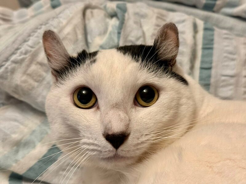 実家に帰ると猫が「変なポーズ」で観察 シュールな脚の状態にクスり