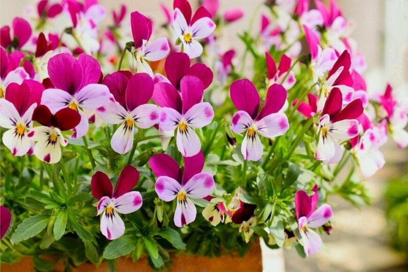 いますぐお庭に迎えたい《春の定番花》3選。主役候補の多年草・一年草