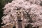 奈良公園で撮影された「あまりにもパリピすぎる鹿」が話題　「めっちゃ笑った」