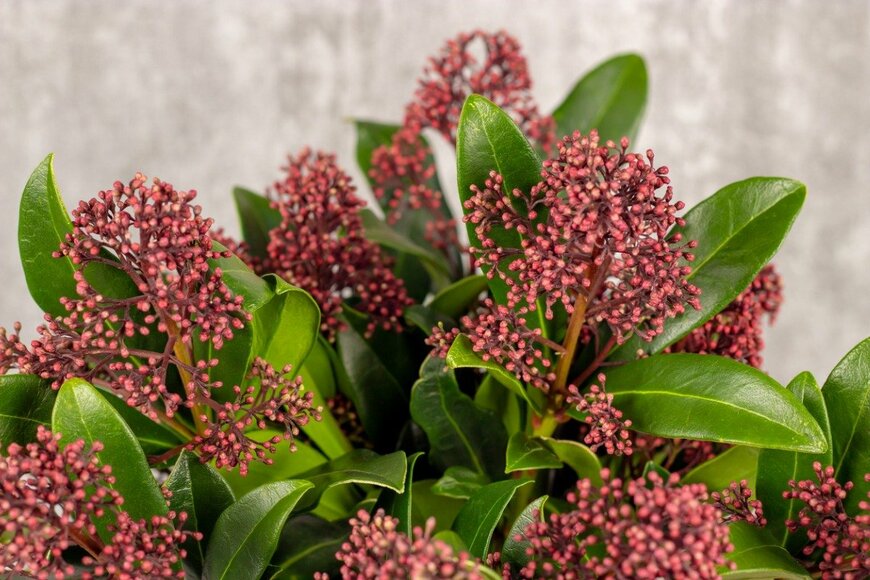 Dmitry Solmashenko/istockphoto.com