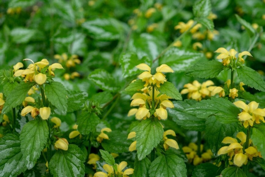 galitsin/shutterstock.com