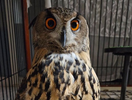 出所：@nm98858712