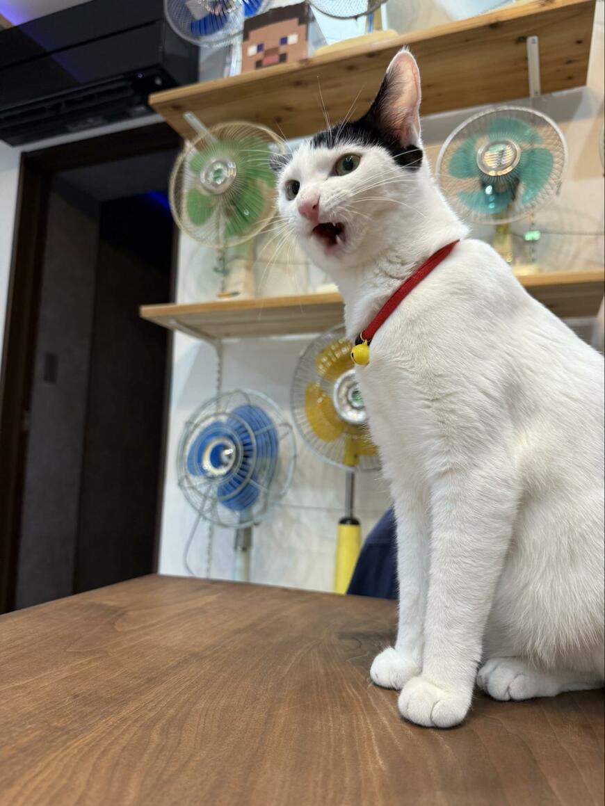急に言われても……投稿主さんの気持ちとシンクロ　色々な表情を見せる猫ちゃんに2万いいね
