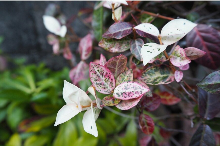 poteco/istockphoto.com