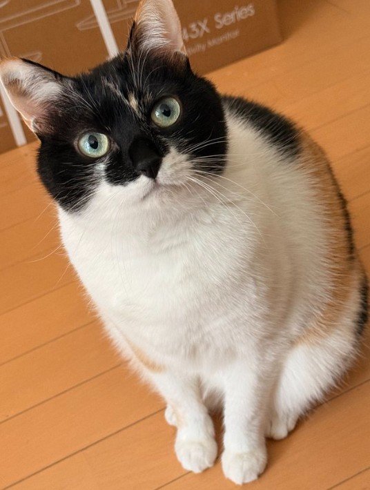 【学習帳の表紙は君だ】カメラを見つめる三毛猫の姿が話題に