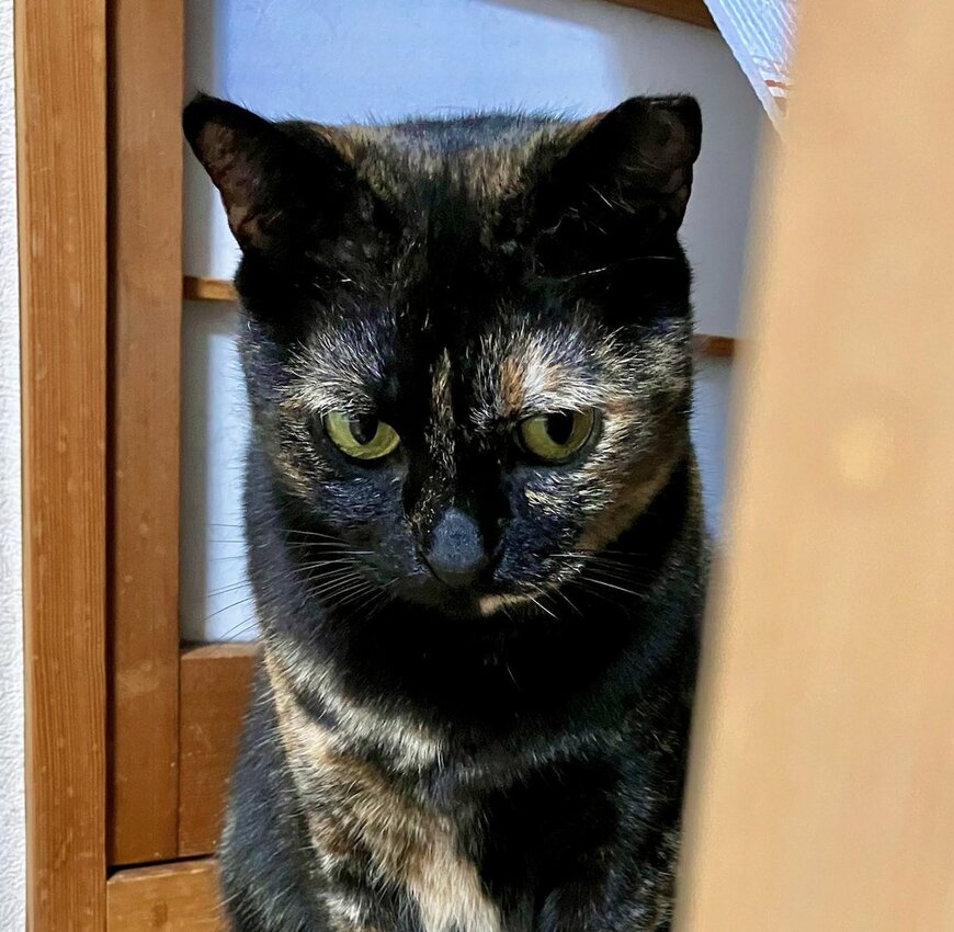 出所：@TTomoecarl