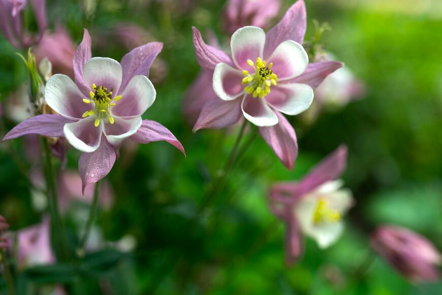 Vvicca1/Shutterstock.com