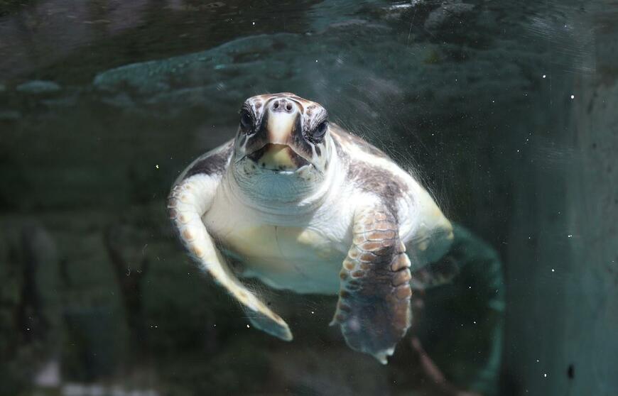 出所：@umigamekouen