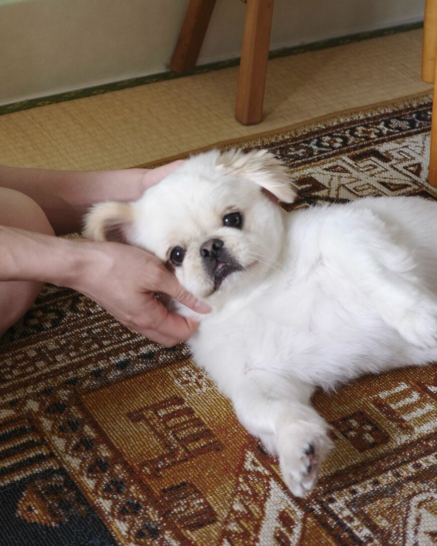 長～い舌を持つ犬さんが話題　教育テレビを見る姿が笑ってしまう愛らしさ…！