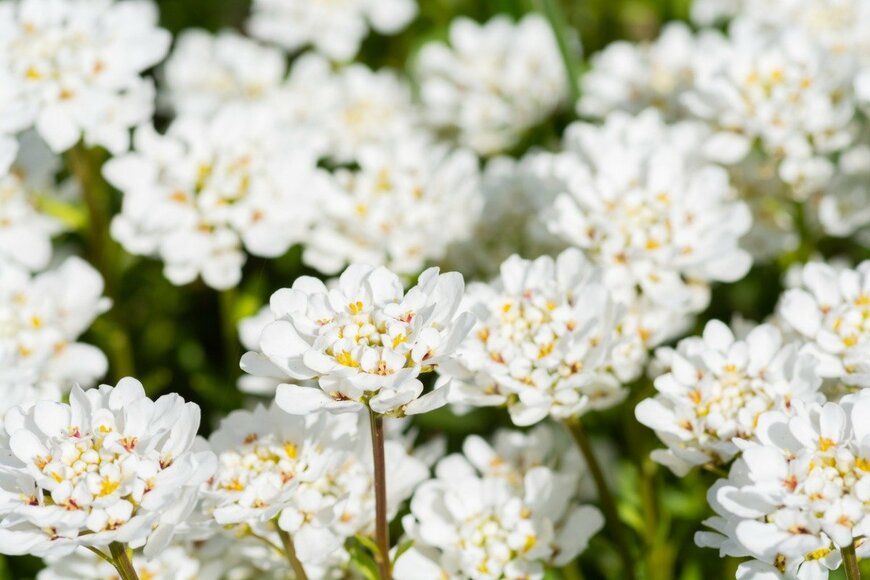 Iberis/istockphoto.com