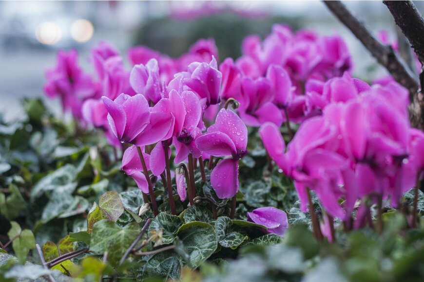 Evgeniia Lavrova/Shutterstock.com